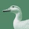 Realistic Minimalist Goose Illustration On Green Background