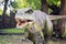 Realistic model of dinosaur. Park of dinosaurs with models of dinosaur