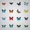 Realistic Morpho Hecuba, Tropical Moth, Lexias And Other Vector Elements. Set Of Beauty Realistic Symbols Also Includes