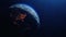 Realistic Motion Graphics of Planet Earth Rotating in the Night Loop Animation