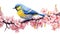 Realistic mountain yellow,blue bird very fluffy on very light pink flowered sakura tree