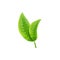 Realistic natural fresh green tea leaves, summer and spring organic plant.