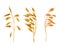 Realistic oat ears with seads, grains, cereals set