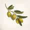 Realistic olive tree branch, berries or fruits