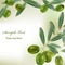 Realistic olives background