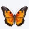 Realistic Orange And Black Butterfly Art On White Background