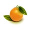 Realistic orange fruit isolate. Orange with leaves isolated on white.