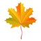 Realistic orange maple leaf with water drops. Autumn vector