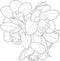 Realistic orchid flowers bouquet graphic template sketch. Vector illustration in black and white