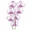 Realistic Orchid Vector Illustration On White Background