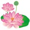 Realistic Oriental lotus.