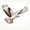 Realistic Osprey Bird Tattoo Illustration In Dark White And Beige