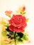 Realistic painting red color of rose flower and emotion