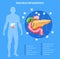 Realistic Pancreas Anatomy Infographics