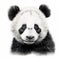 Realistic Panda Portrait Tattoo Drawing With High Contrast