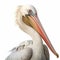 Realistic Pelican Illustration With Detailed Rendering And Scientific Accuracy