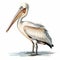 Realistic Pelican Illustration With Detailed Watercolor Rendering