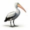 Realistic Pelican Illustration On White Background