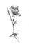 Realistic pencil drawn rose flowers background. Hand pencil drawing on paper.