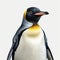 Realistic Penguin Portrait On White Background - Detailed And Hyper-detailed Renderings