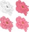 Realistic peony flower template set. Colorful chinese rose vector illustration