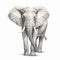 Realistic Perspective Elephant Drawing On White Background