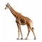 Realistic Photo Of Giraffe In Full Body Movement On White Background