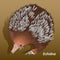 Realistic picture of echidna close-up, isolated