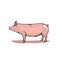 Realistic pig isolated on white background, pink pig illustration in realistic style.