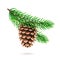 Realistic pine cone at fir tree branch