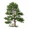 Realistic Pine Tree Illustration On White Background