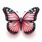 Realistic Pink And Black Butterfly On White Background