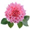 Realistic pink chrysanthemum flower with four leaves.