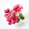 Realistic Pink Geraniums On White Background: A Mesmerizing Floral Art