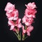 Realistic Pink Gladiolus Flowers Vector Illustration