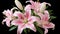Realistic Pink Lily Bouquet On Black Background