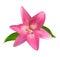 Realistic Pink Lily Vector Illustration