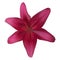 Realistic Pink Lily Vector Illustration