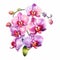 Realistic Pink Orchid Clipart: Detailed Illustrations With Powerful Symbolism