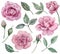 Realistic pink roses clipart. Hand-drawn watercolor floral set