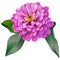 Realistic pink zinnia flower with three leaves