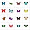 Realistic Pipevine, Sangaris, Milkweed And Other Vector Elements. Set Of Moth Realistic Symbols Also Includes Malachite