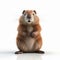 Realistic Pixar-style Beaver On White Background In 8k Uhd
