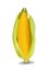 Realistic, plain corn illustration, front of one vegetable