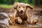 A realistic playful little puppy golden retriever splashing gleefully in a mud puddle