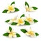 Realistic plumeria frangipani flowers with leaves isolated on white background.