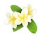 Realistic plumeria. Frangipani tropical plants with white and yellow petals. Isolated blooming flowers and green leaves