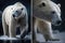 Realistic Polar Bears in their Natural Habitat. Perfect for Wildlife Posters.