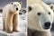 Realistic Polar Bears in their Natural Habitat. Perfect for Wildlife Posters.