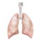 Realistic polygonal lungs